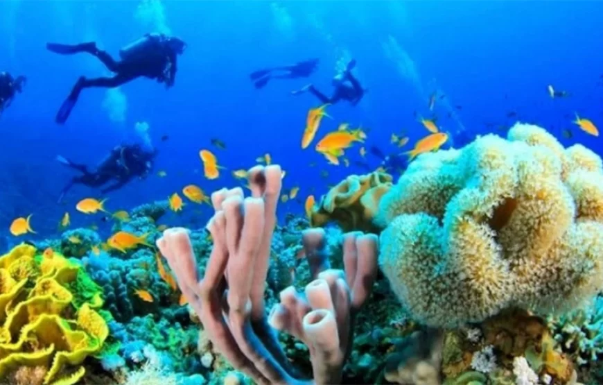 Ras Muhammad National Park: Diving & snorkeling Boat Trip