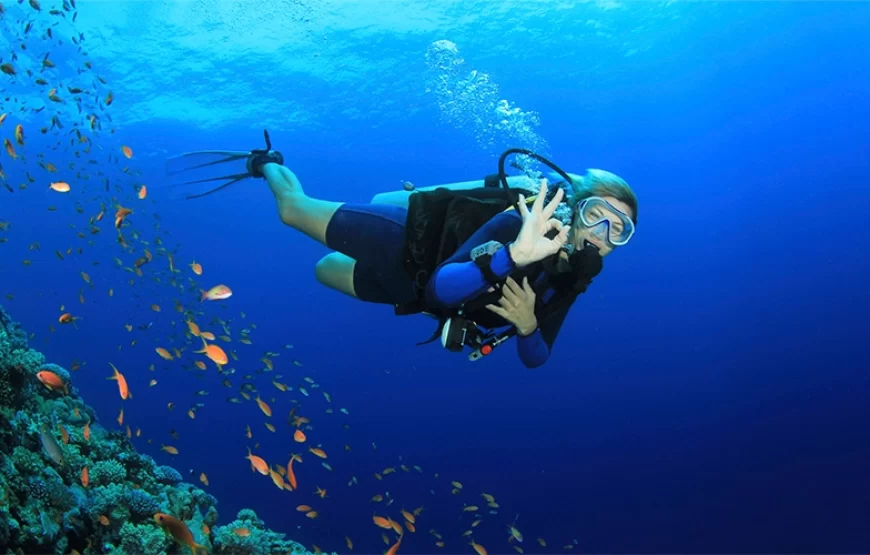 Snorkeling Trip Dolphin Reef