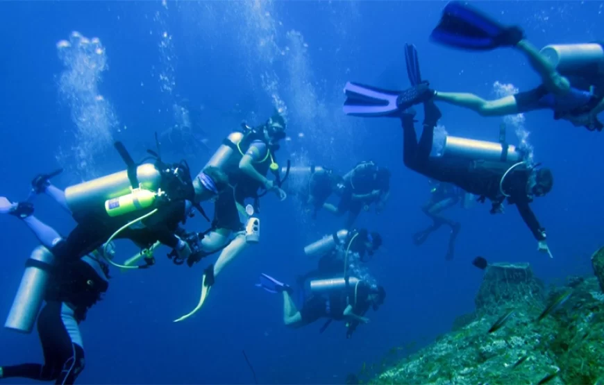 Snorkeling Trip Dolphin Reef