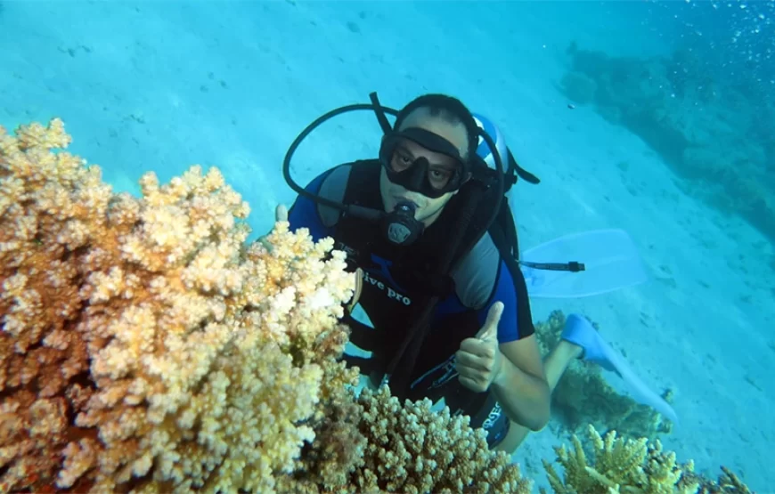 Snorkeling Trip Dolphin Reef