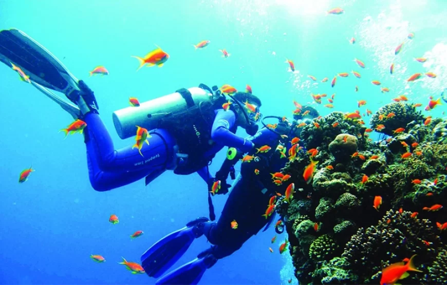 Snorkeling Trip Dolphin Reef