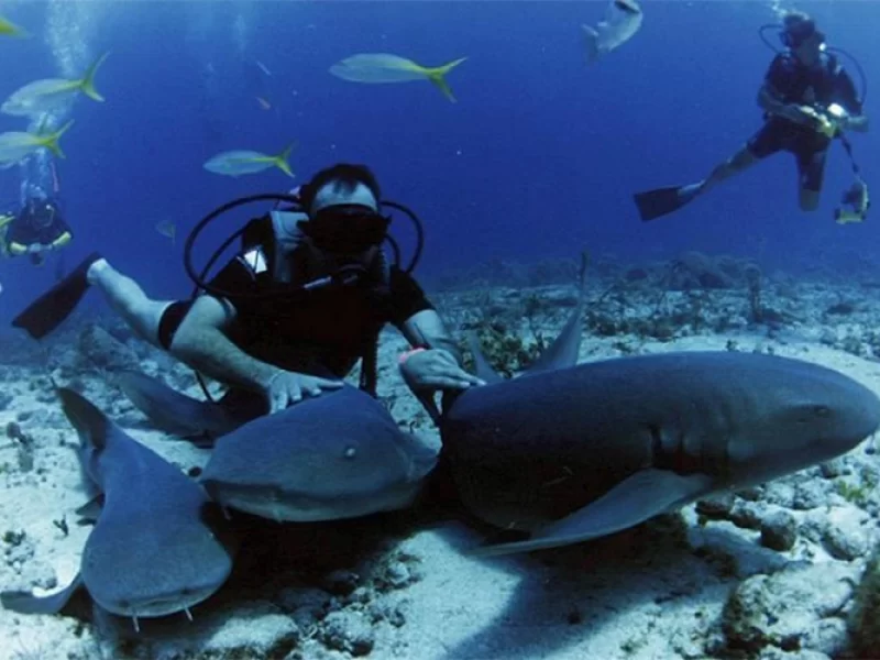 Scuba Diving 2 Dives from the Shore