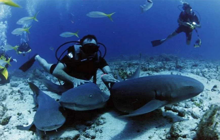 Snorkeling Trip Dolphin Reef