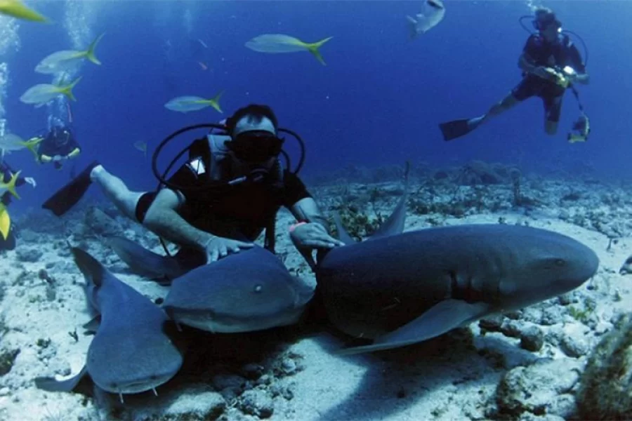 Scuba Diving 2 Dives from the Shore