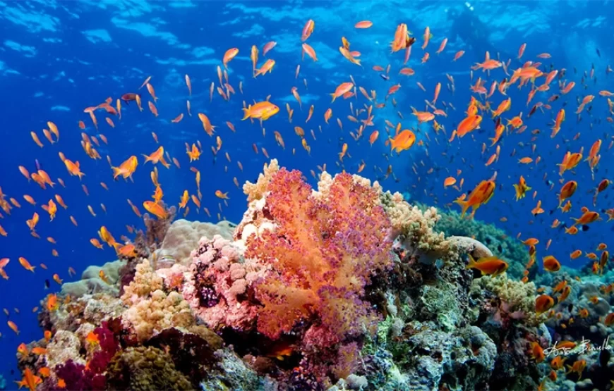 Ras Muhammad National Park: Snorkeling Tour by bus