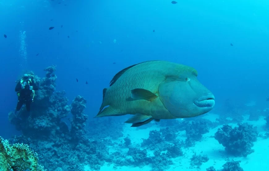 Ras Muhammad National Park: Diving & snorkeling Boat Trip
