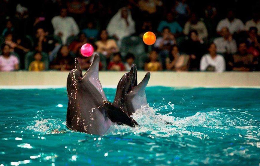 Dolphin Show Tour