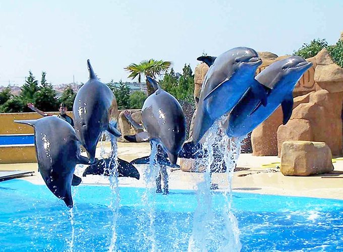 Dolphin Show & swimming with dolphin in sharm el sheikh