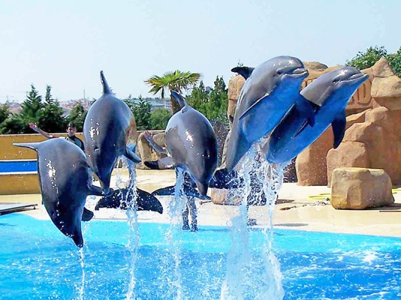 Dolphin Show & swimming with dolphin in sharm el sheikh