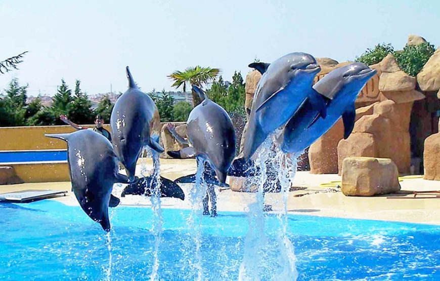 Dolphin Show Tour