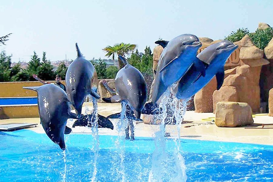 Dolphin Show & swimming with dolphin in sharm el sheikh