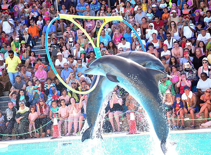 Dolphin Show Tour