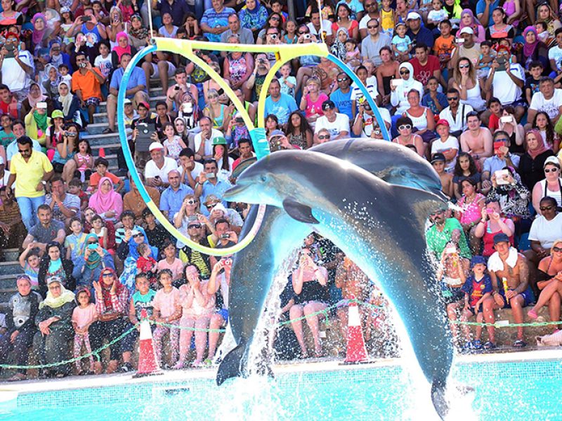 Dolphin Show Tour
