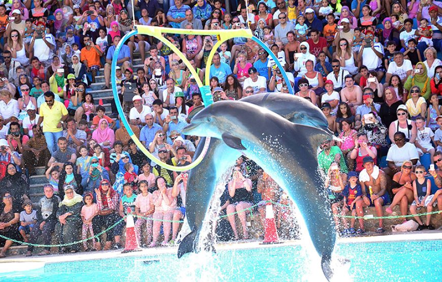 Dolphin Show Tour