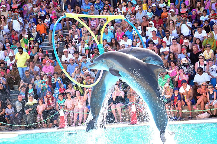 Dolphin Show Tour