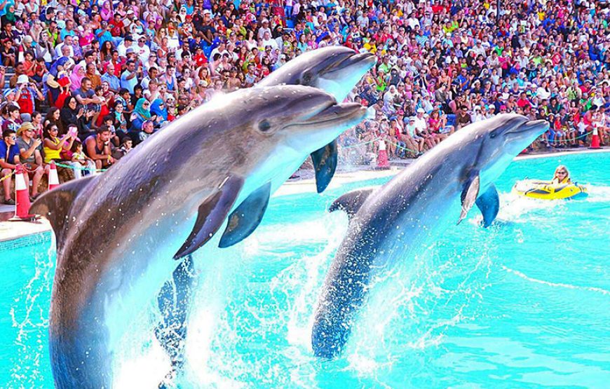 Dolphin Show Tour