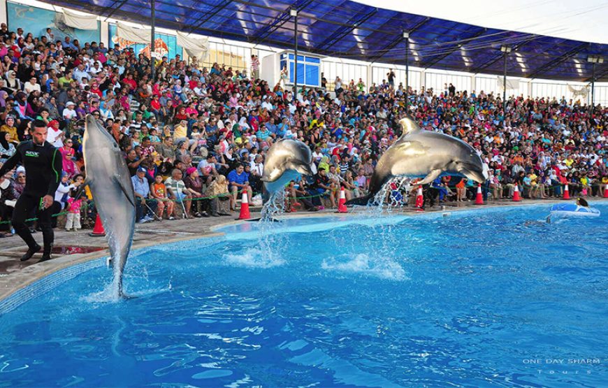 Dolphin Show Tour