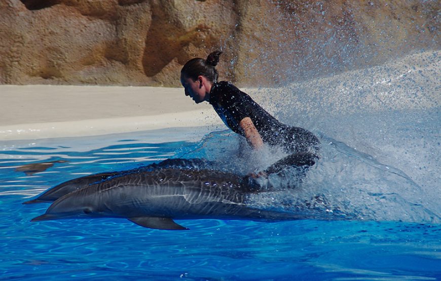 Dolphin Show Tour