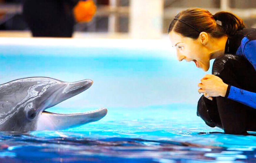 Dolphin Show Tour