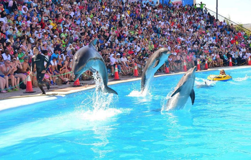 Dolphin Show Tour