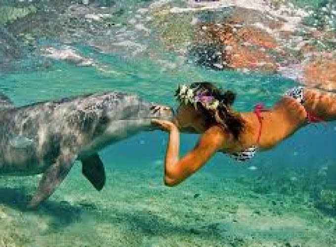 Snorkeling Trip Dolphin Reef