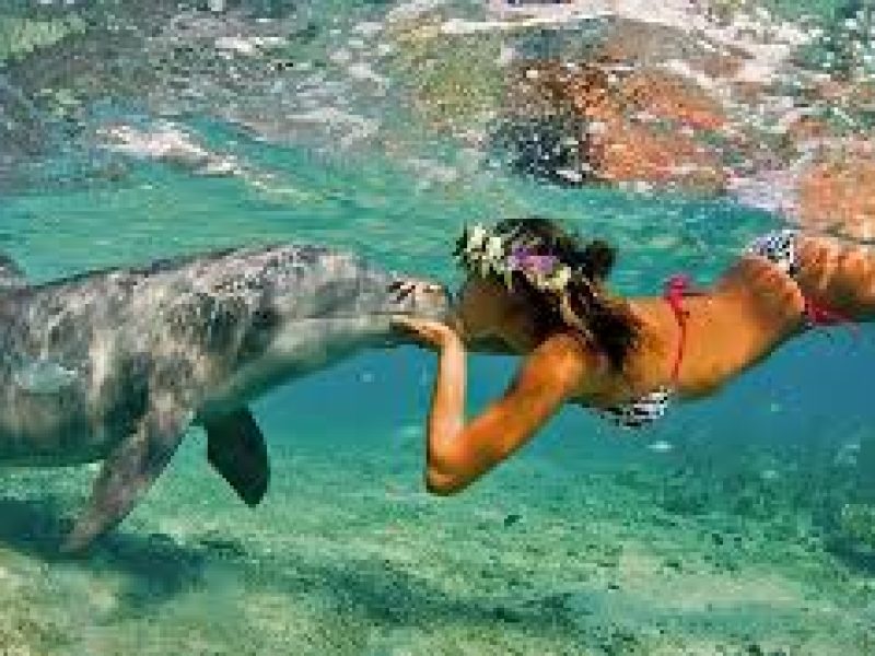 Snorkeling Trip Dolphin Reef