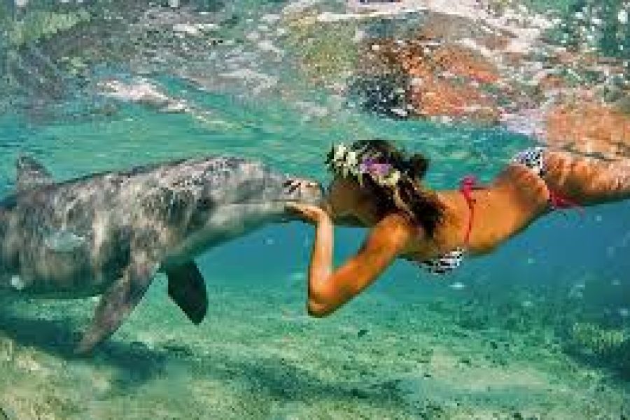 Snorkeling Trip Dolphin Reef